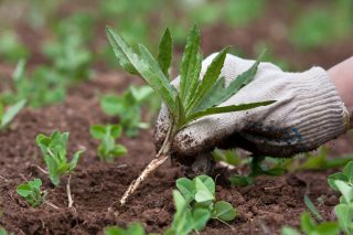 Glove covered hand pulling out weeds.